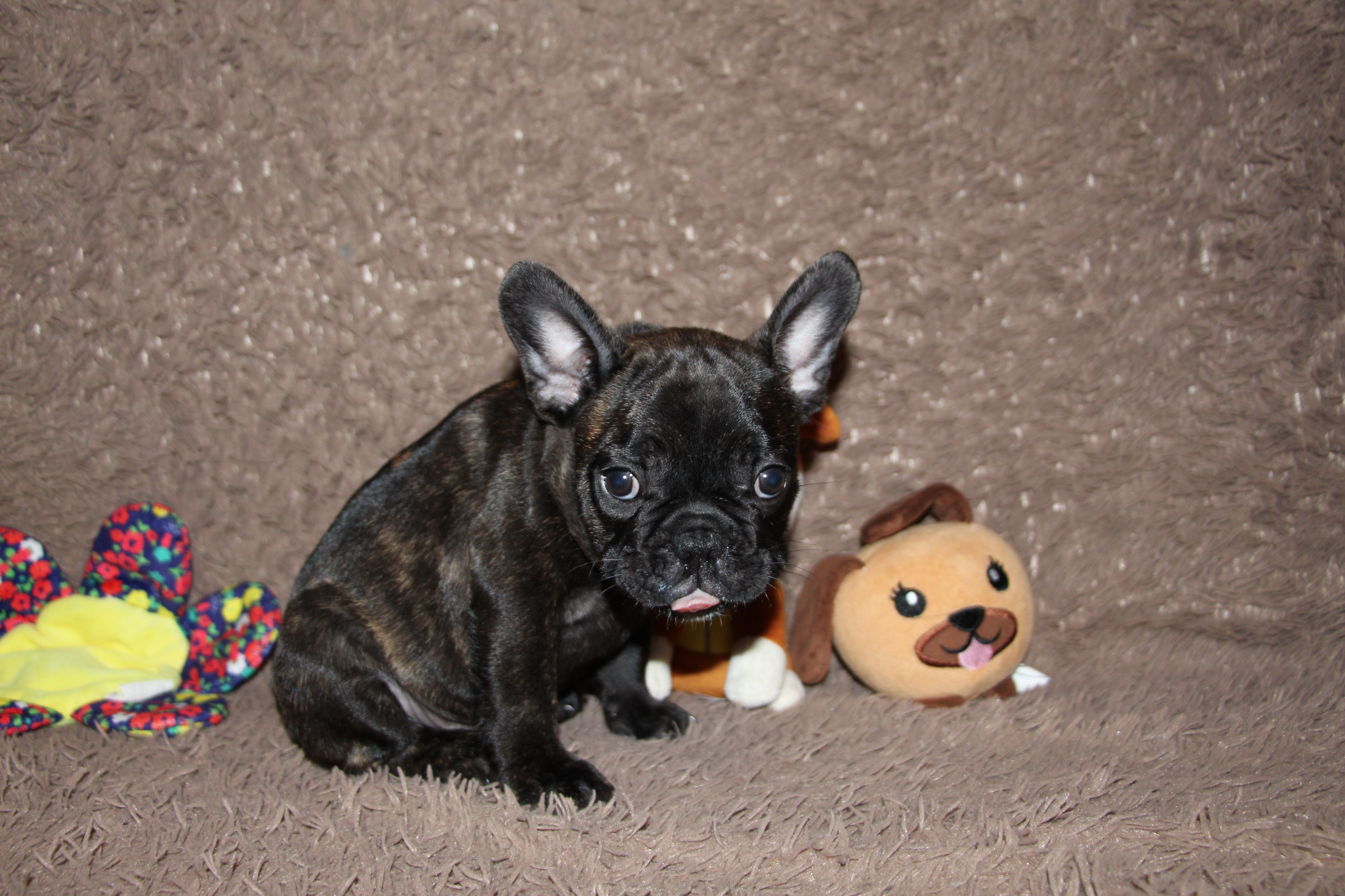 <svg class='blue'></svg> <b>Marrel</b> <svg class='blue'></svg>